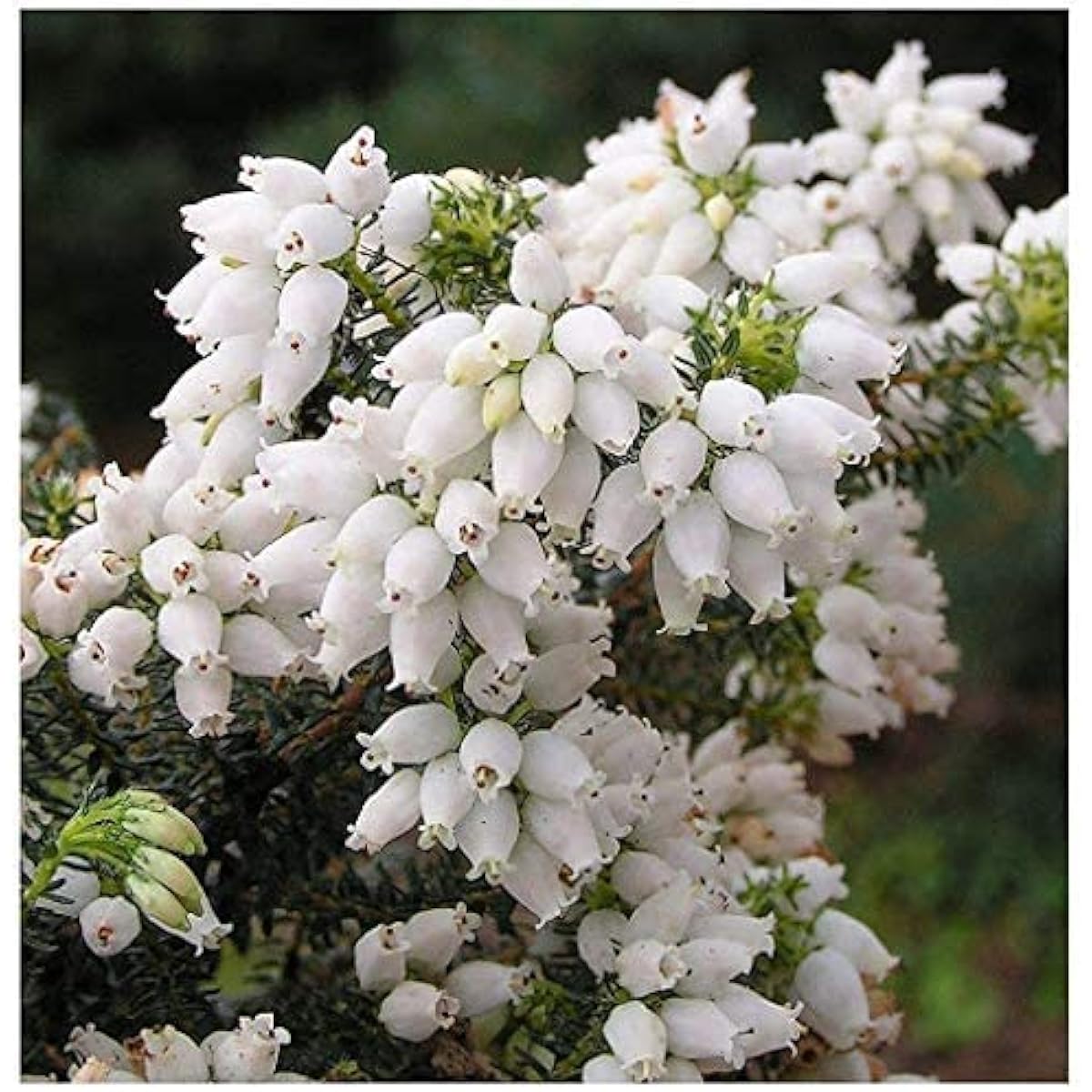 White Heather Seeds