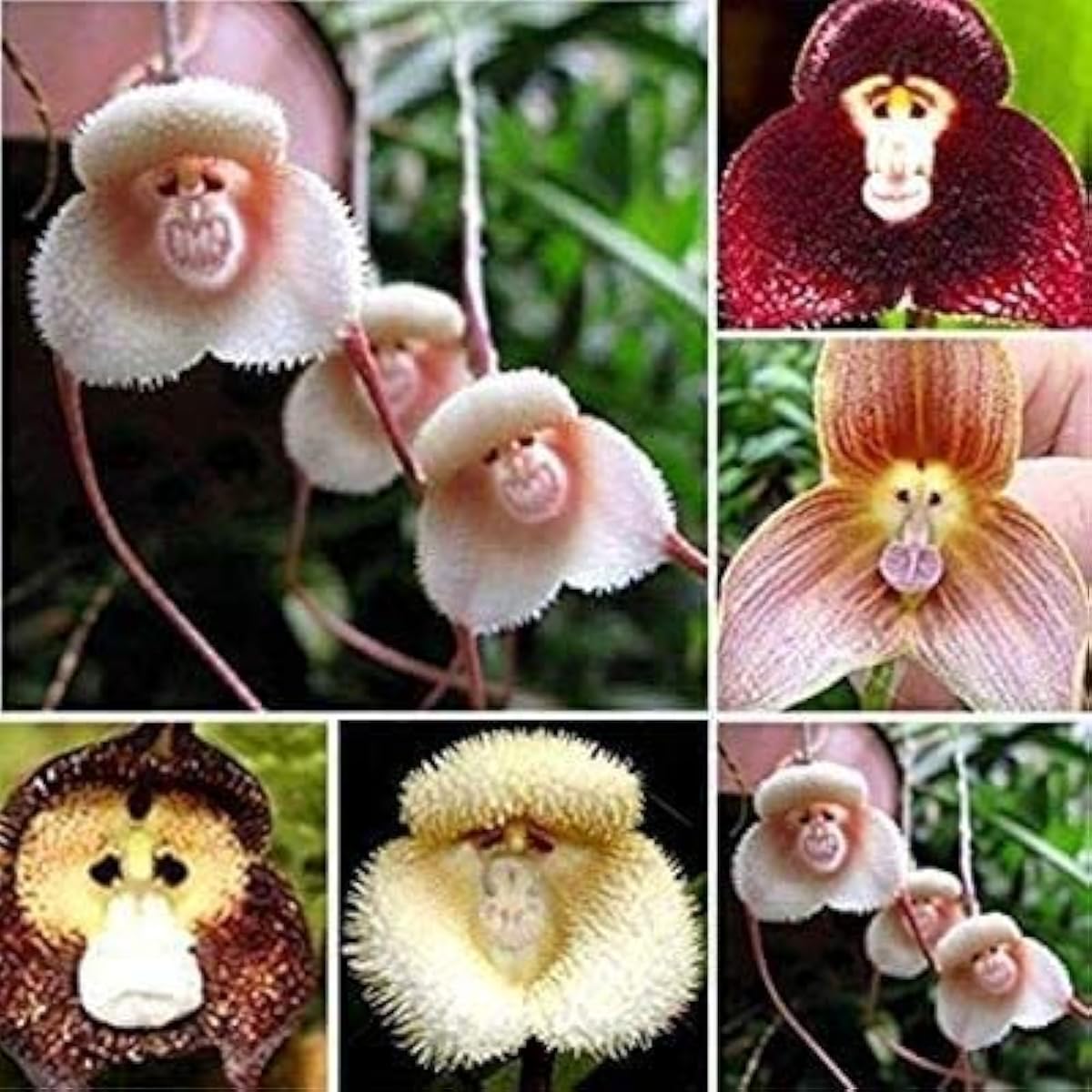 Monkey Face Orchid Seeds #1