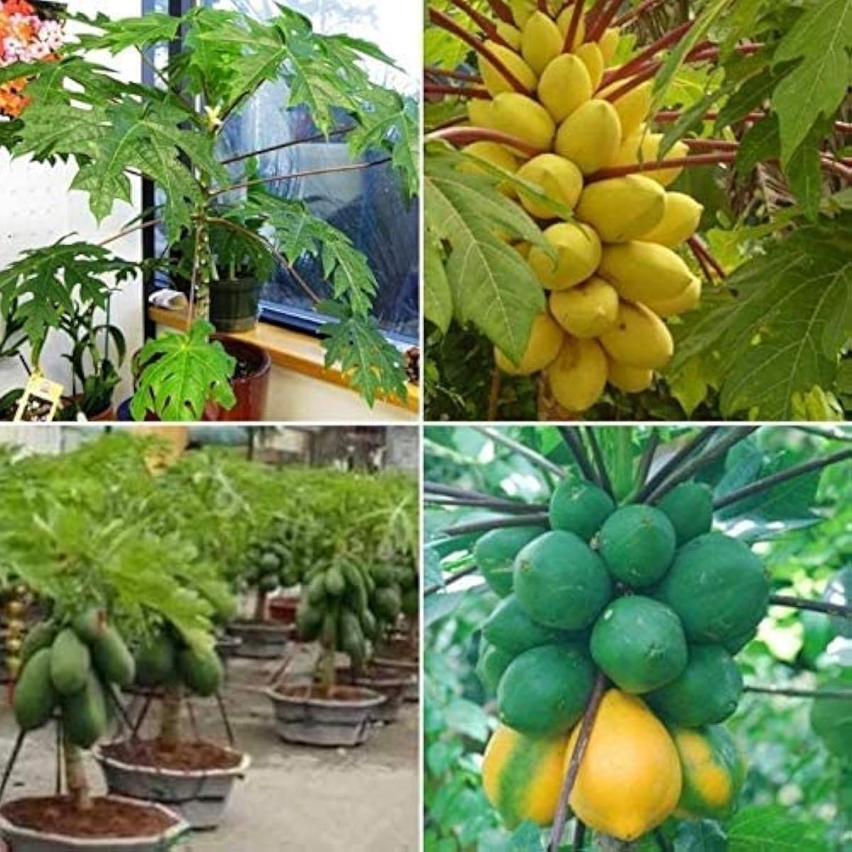 Papaya Seeds #1