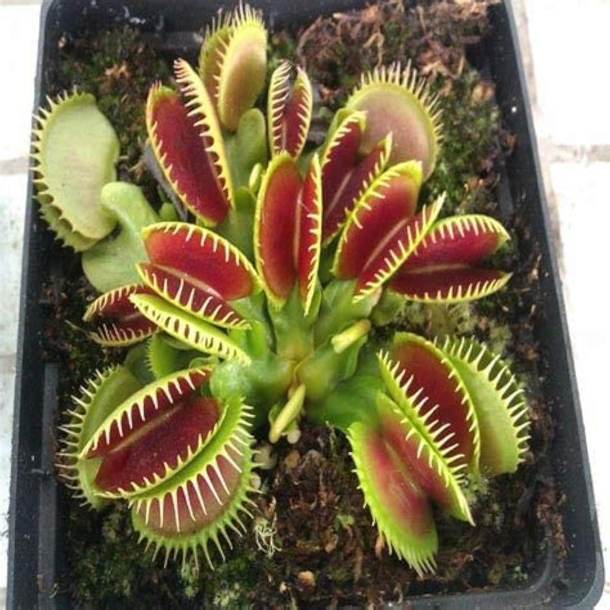 Venus Flytrap Seeds