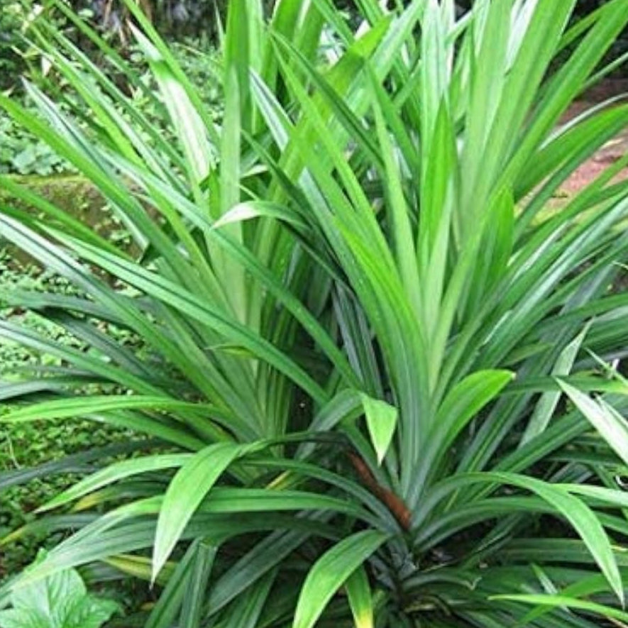 Pandan Seeds #2
