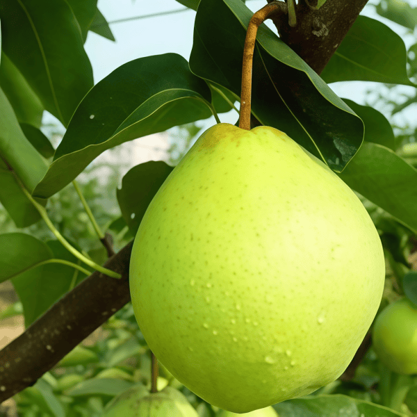 Pear Seeds