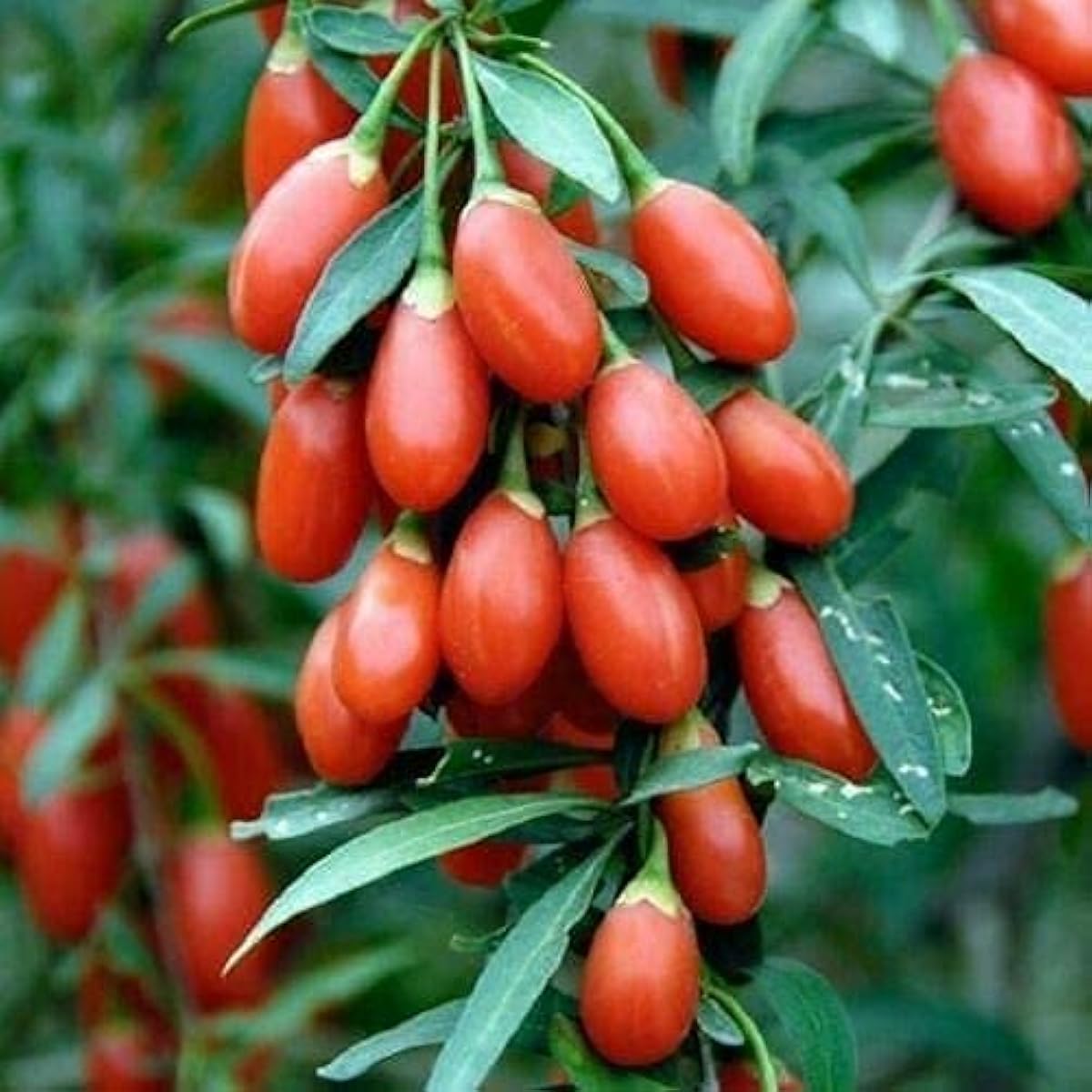 Goji Berry Seeds #2