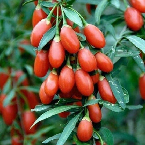 Goji Berry Seeds #2