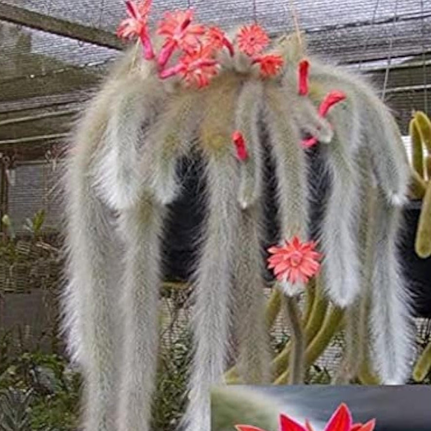 Red Monkey Tail Cactus Seeds