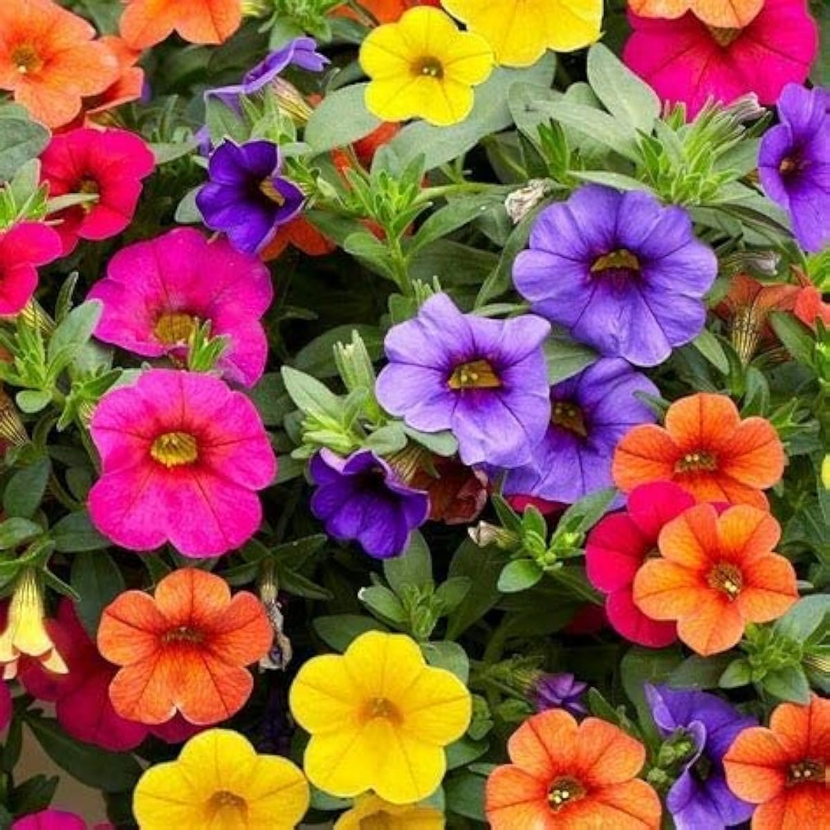Calibrachoa Mixed Petunia Seeds