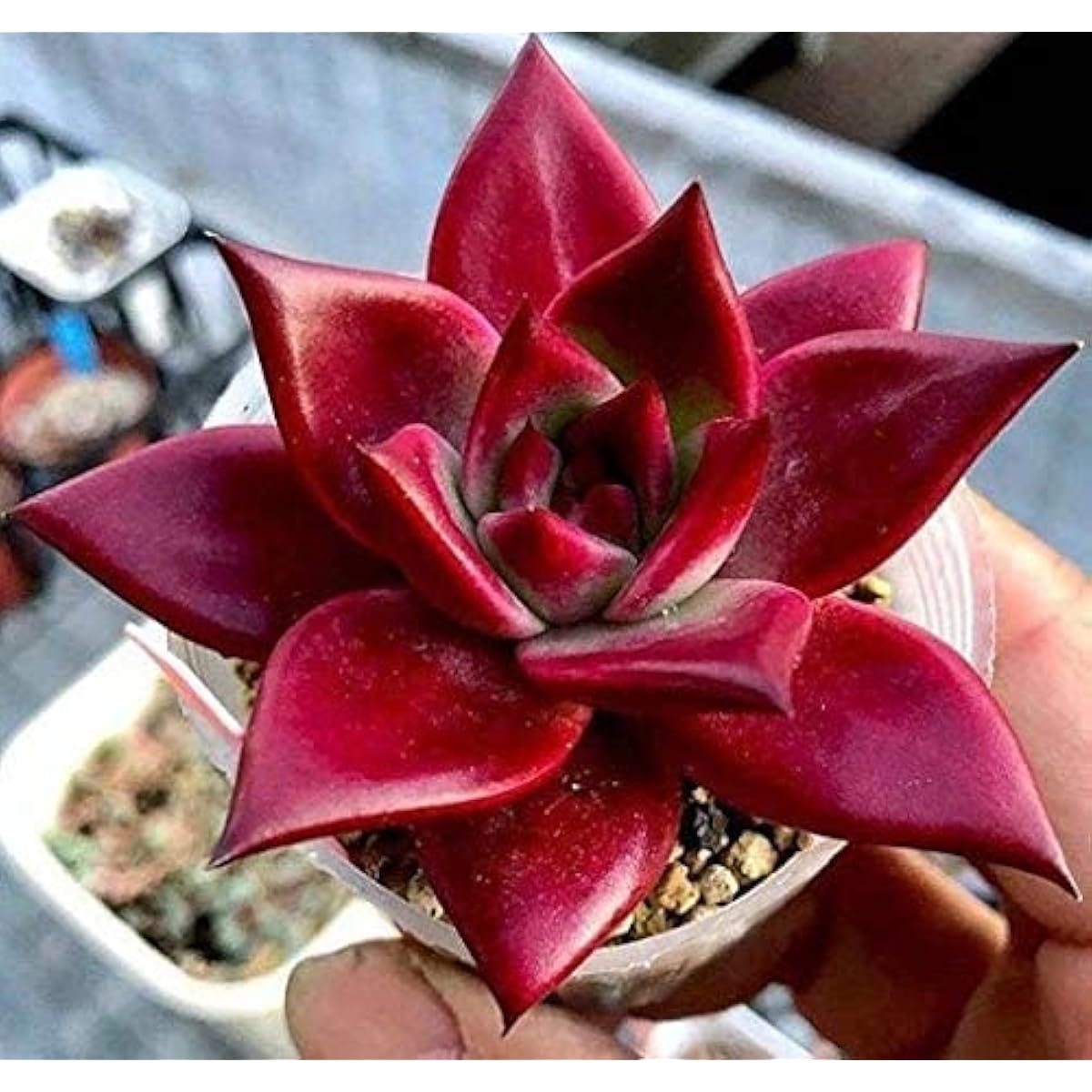 Romeo Rubin Succulent Echeveria Agavoides Seeds