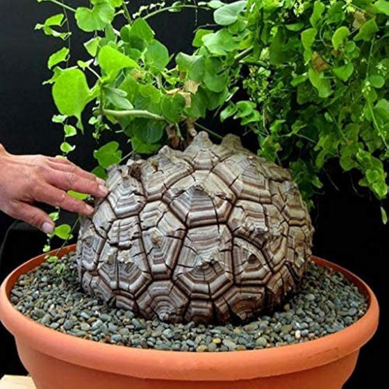 Elephants Foot Yam Seeds