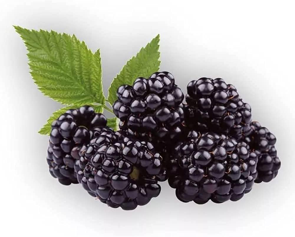 Mulberry Tree Seeds #2