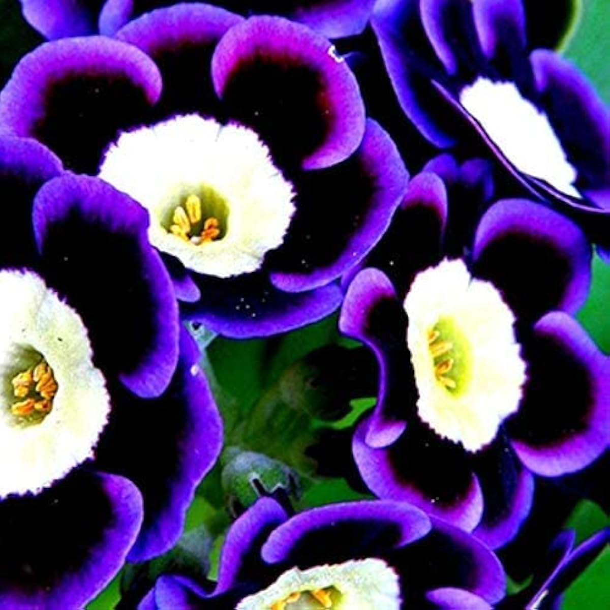 Scarce Phantom Blue Petunia Seeds