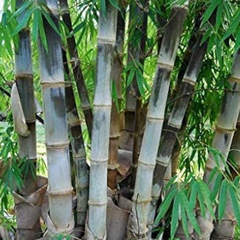 Dendrocalamus Giganteus Giant Bamboo Plant Seeds