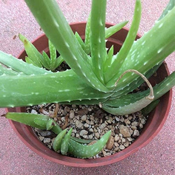 Aloe Vera Seeds #2
