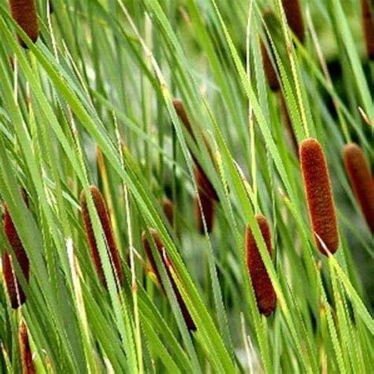 Dwarf Cattail Seeds