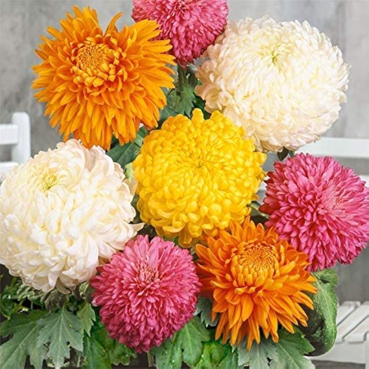 Chrysanthemum Flower Seeds