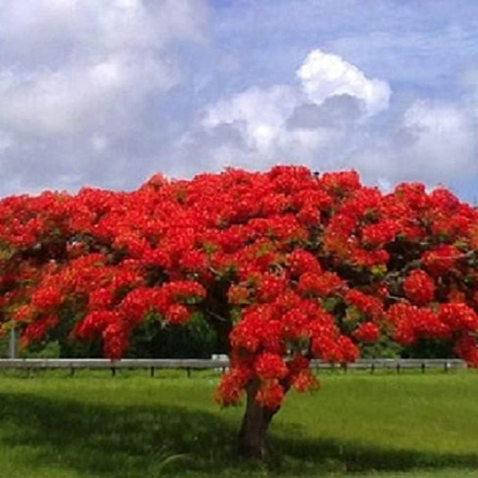 Flamboyant Flame Tree Delonix Regia Royal Poinciana Seeds