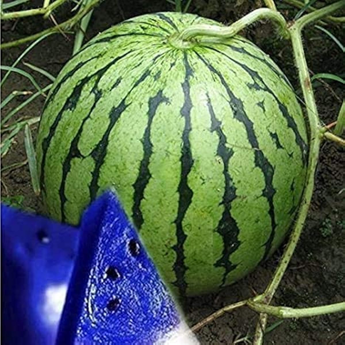 Blue Watermelon Seeds #2
