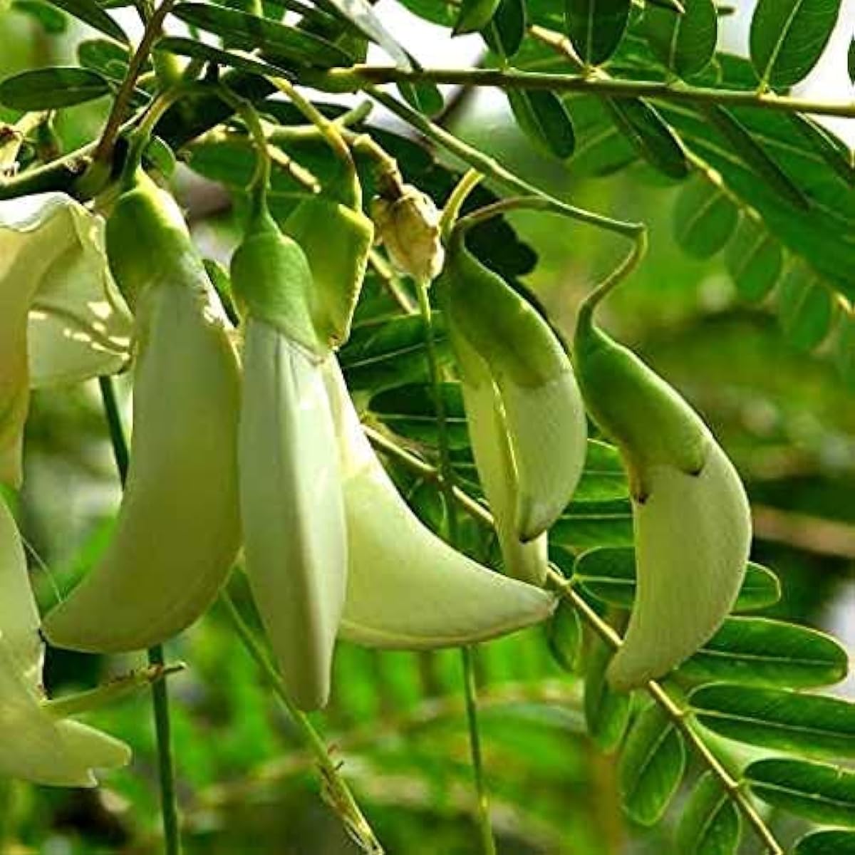 Sesbania Grandiflora Tree Seeds #1