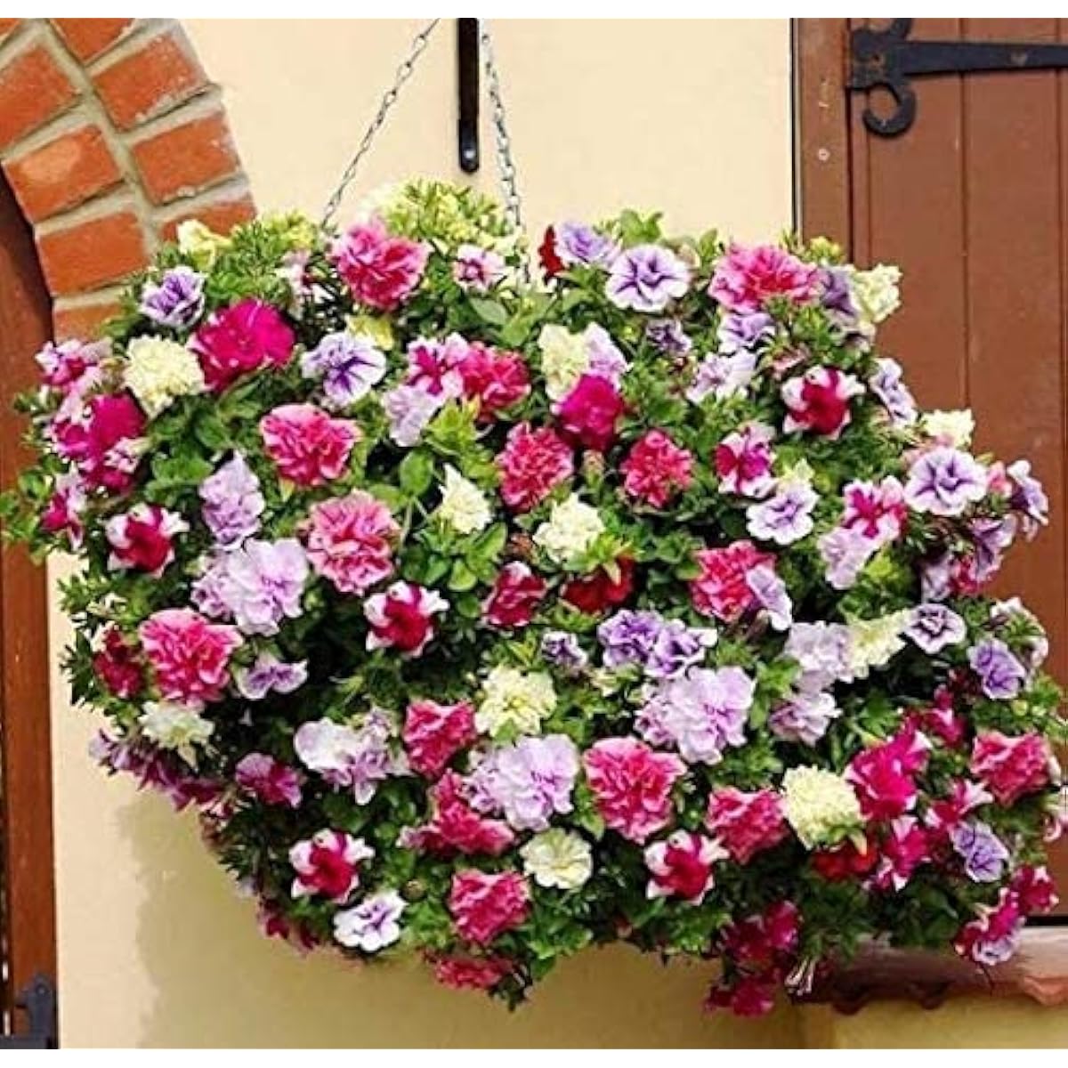 Hanging Mixed Petunia Seeds