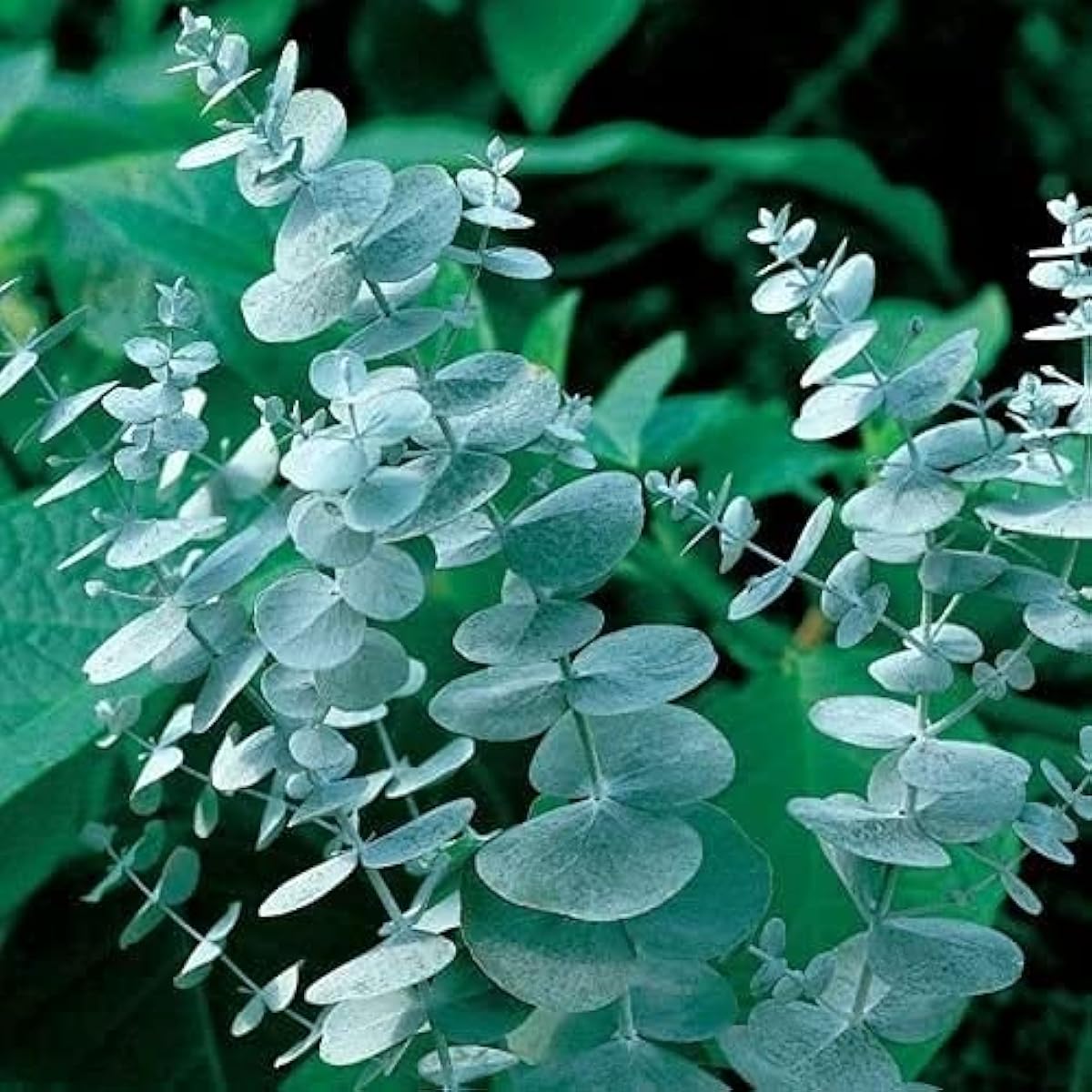 Silver Dollar Eucalyptus Seeds