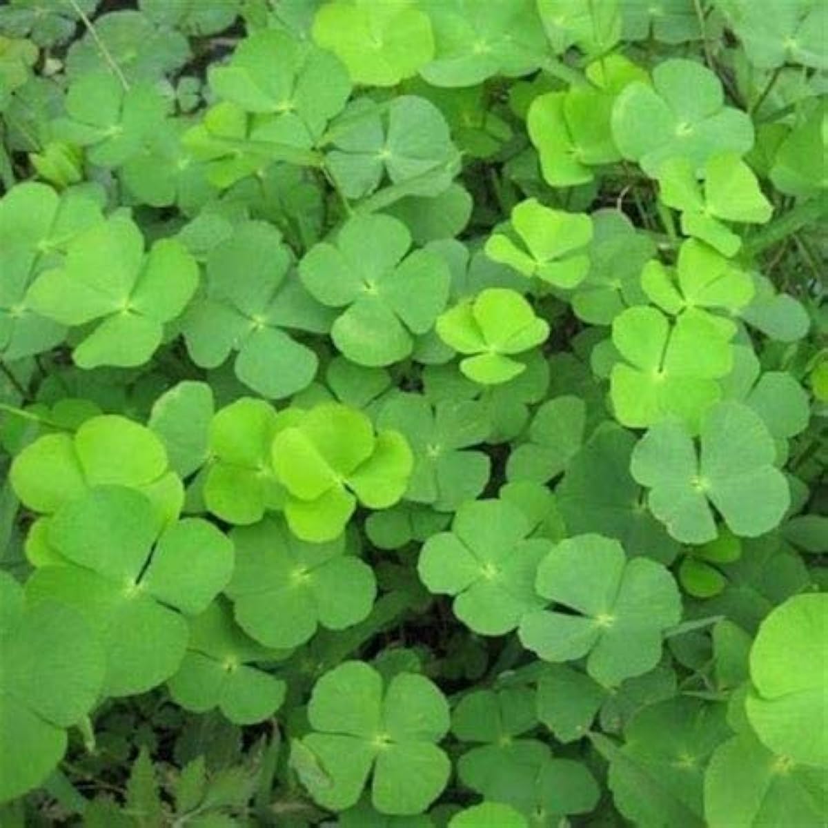 Four Leaf Clover Seeds #1