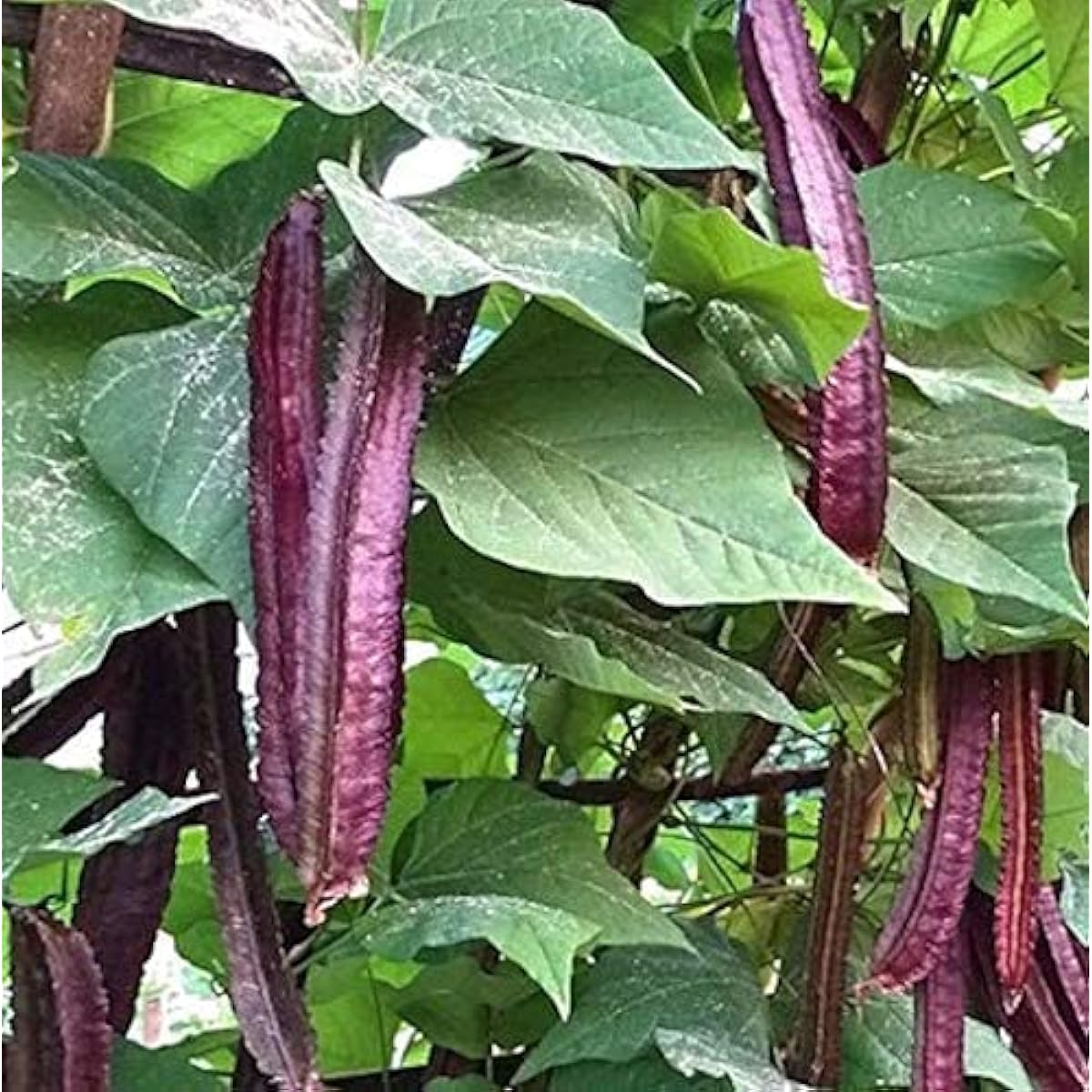 Purple Winged Bean Seeds #3