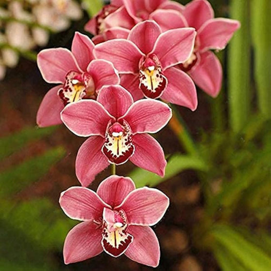 Cymbidium Orchid Seeds Butterfly Orchid Home & Wedding Decoration #3