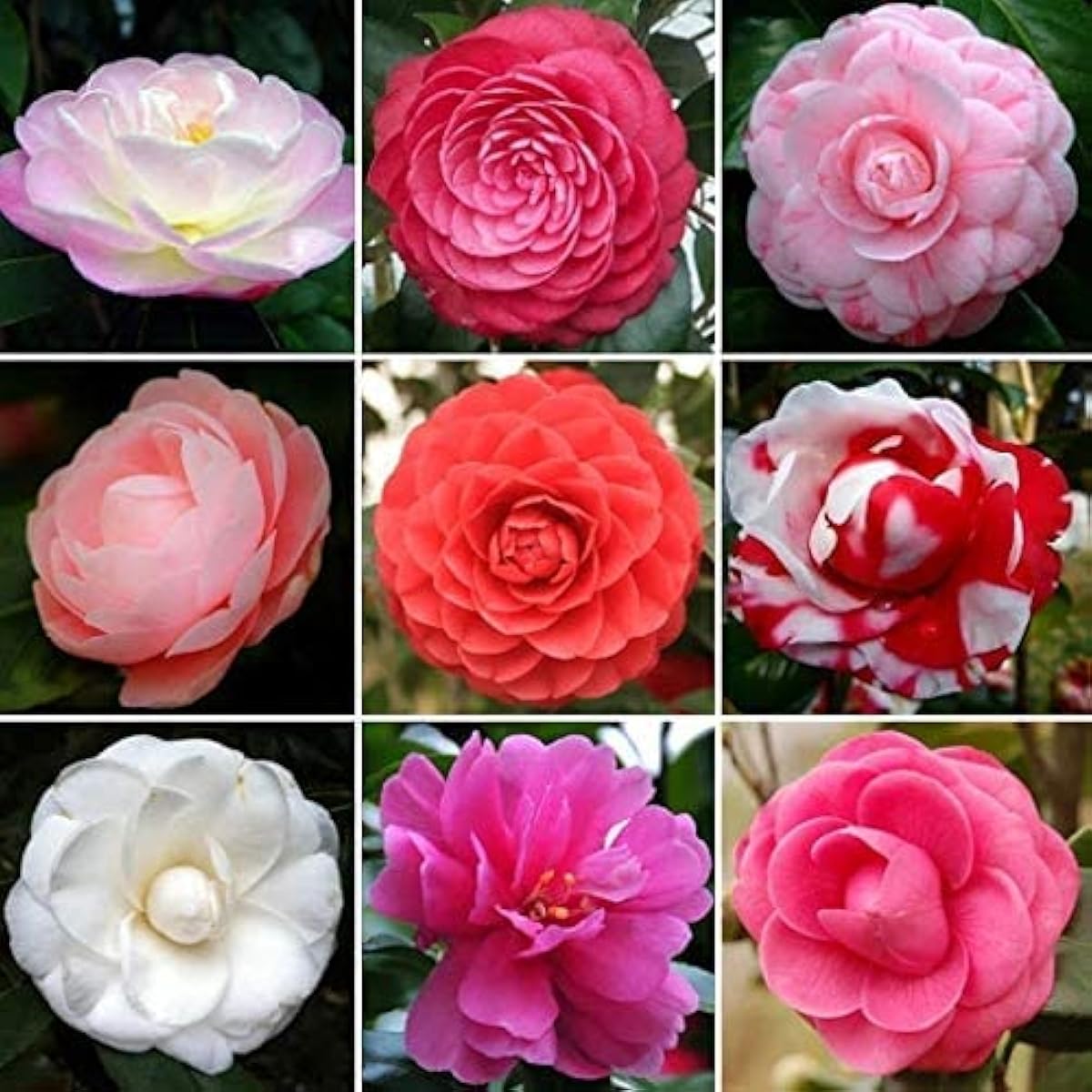 Mixed Camellia Flower Seeds