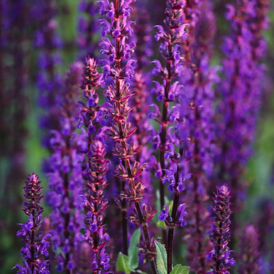 Salvia Miltiorrhiza Red Sage Seeds