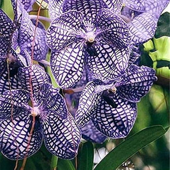 Bag Silk Cymbidium Orchid Seeds Butterfly Orchid Home & Wedding Decoration Seeds