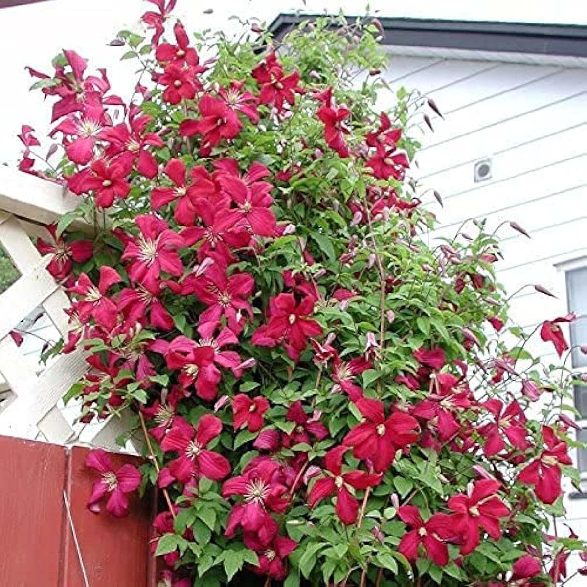 Clematis Flower Seeds Red Perennial Climbing Vines