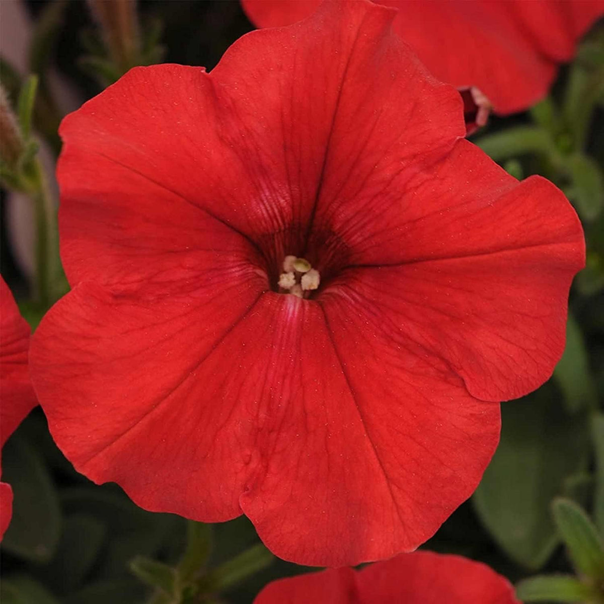 Easy Wave Annual Spreading Low Red Petunia Seeds