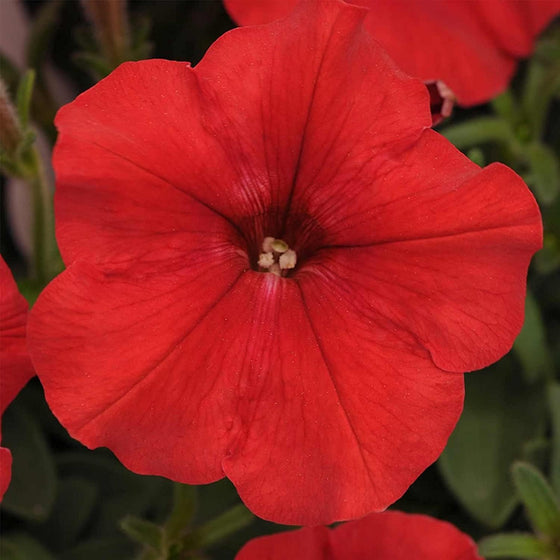 Easy Wave Annual Spreading Low Red Petunia Seeds