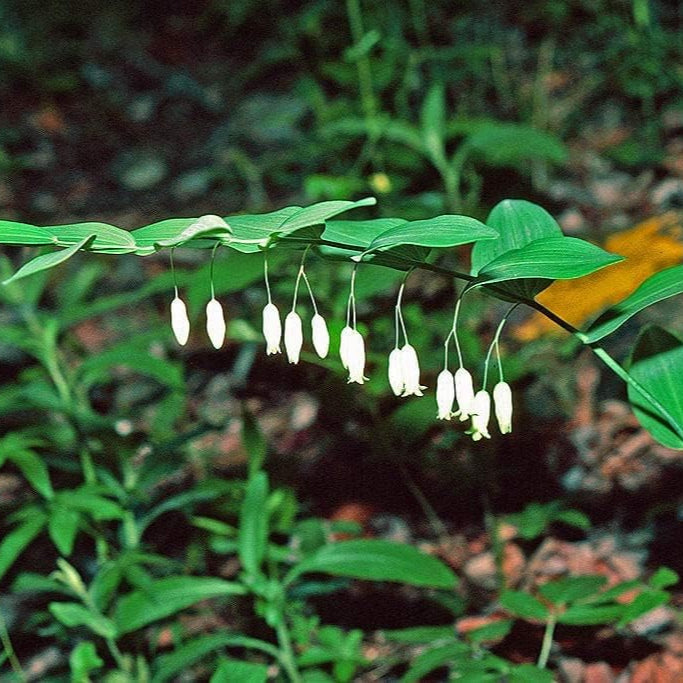 Polygonatum Biflorum Great Solomons Seal Seeds