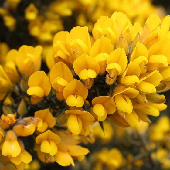 Common Gorse Seeds #2