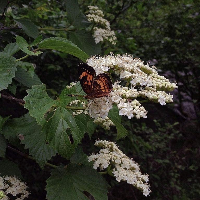 Arrowwood Viburnum Seeds #2