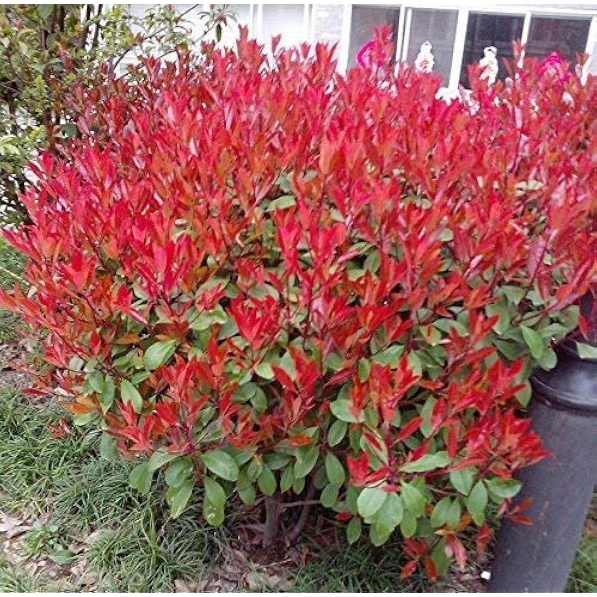 Fraseri Frasery Serrulata Tipluohu Red Tip Photinia Seeds