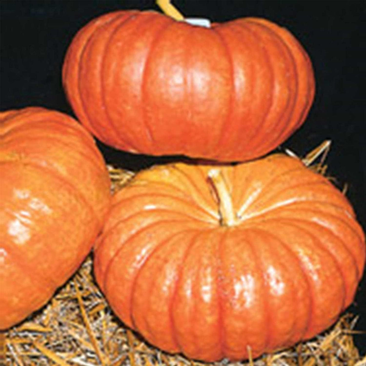 Farm Vegetable Cinderella Pumpkin Seeds