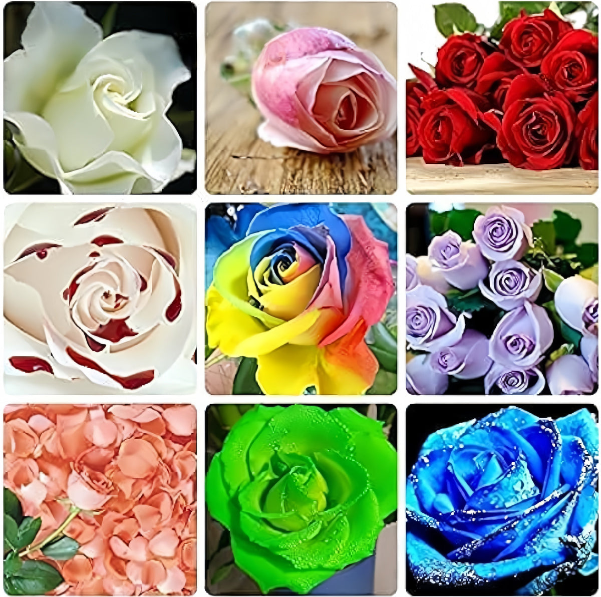 Green Rose Rare Color Perennial Flower Home & Garden Decoration Seeds
