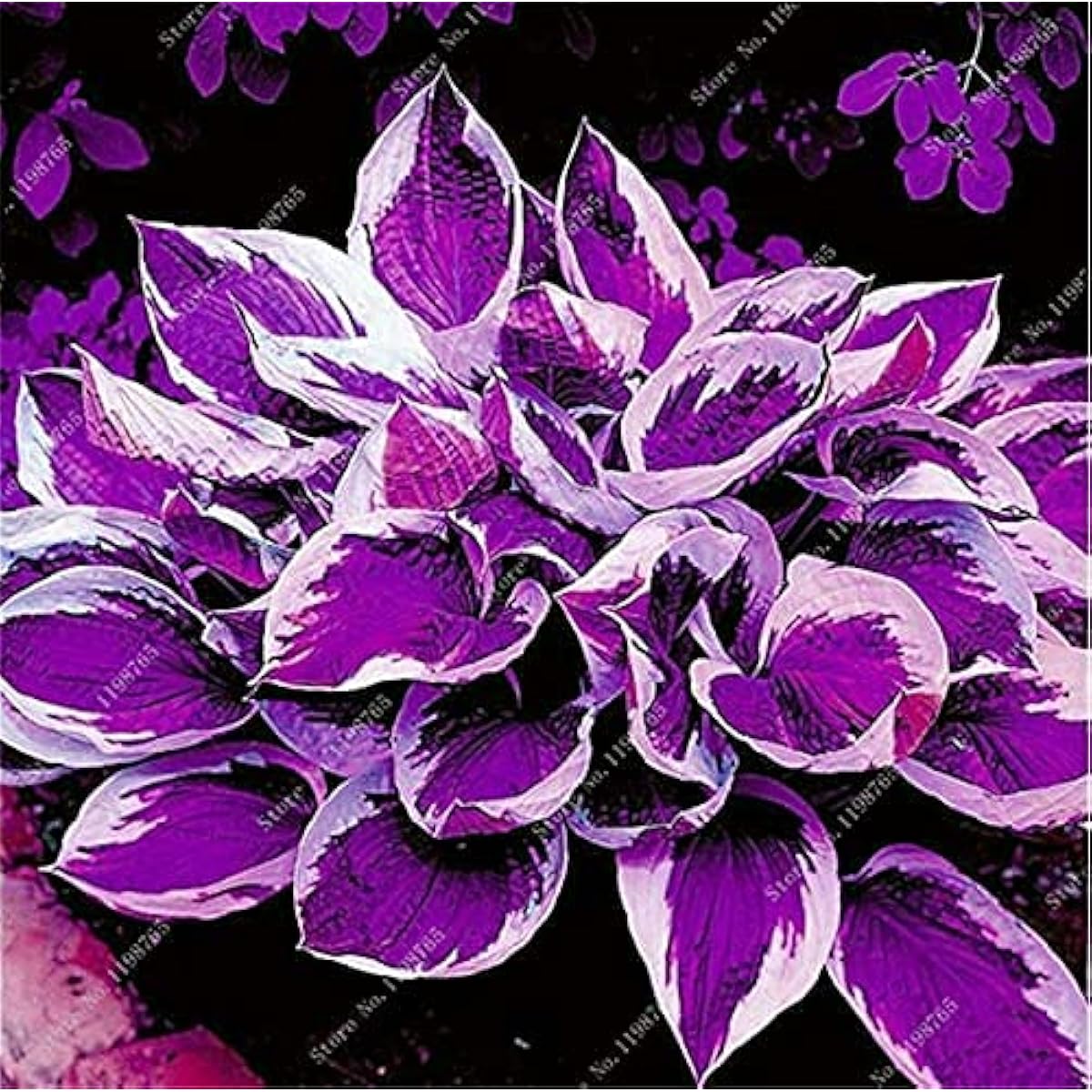 Jardin Perennials Lily White Lace Hosta Seeds - Mixed Seeds