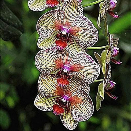 Cymbidium Orchid Seeds Butterfly Orchid Home & Wedding Decoration #2