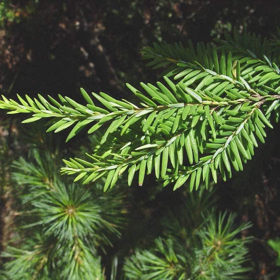 Tree Tsuga Canadensis N Eastern Hemlock Seeds