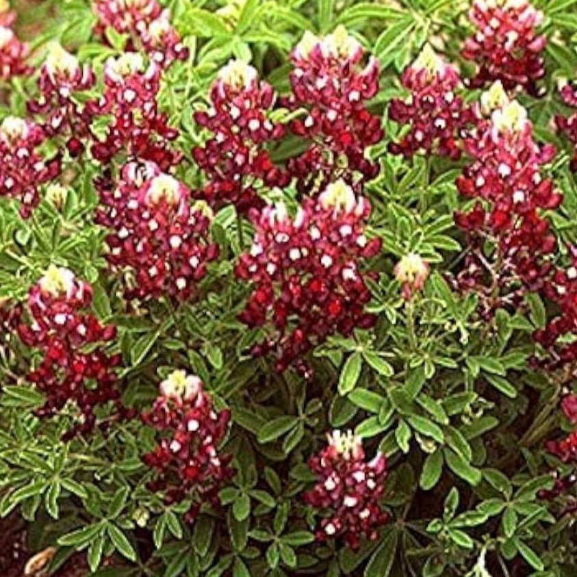 Red Texas Bluebonnet Seeds - Maroon Seeds
