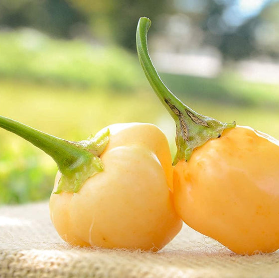 Peachadew Pepper Seeds