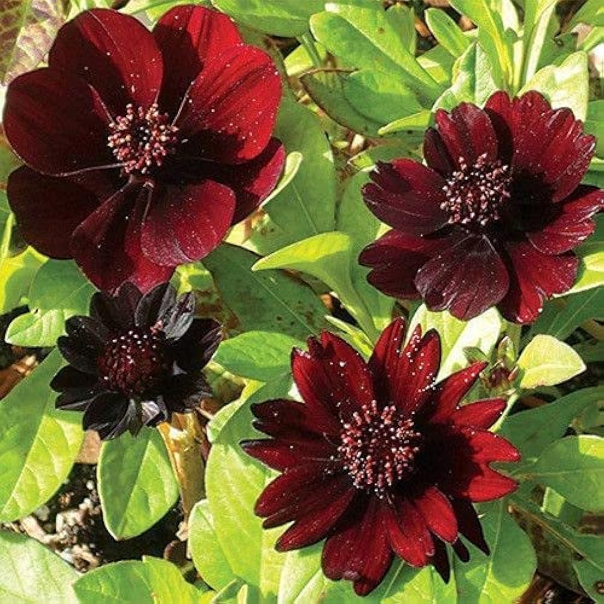 Chocolate Cosmos Seeds