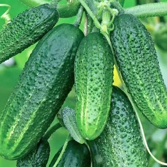 Cucumber Seeds #1