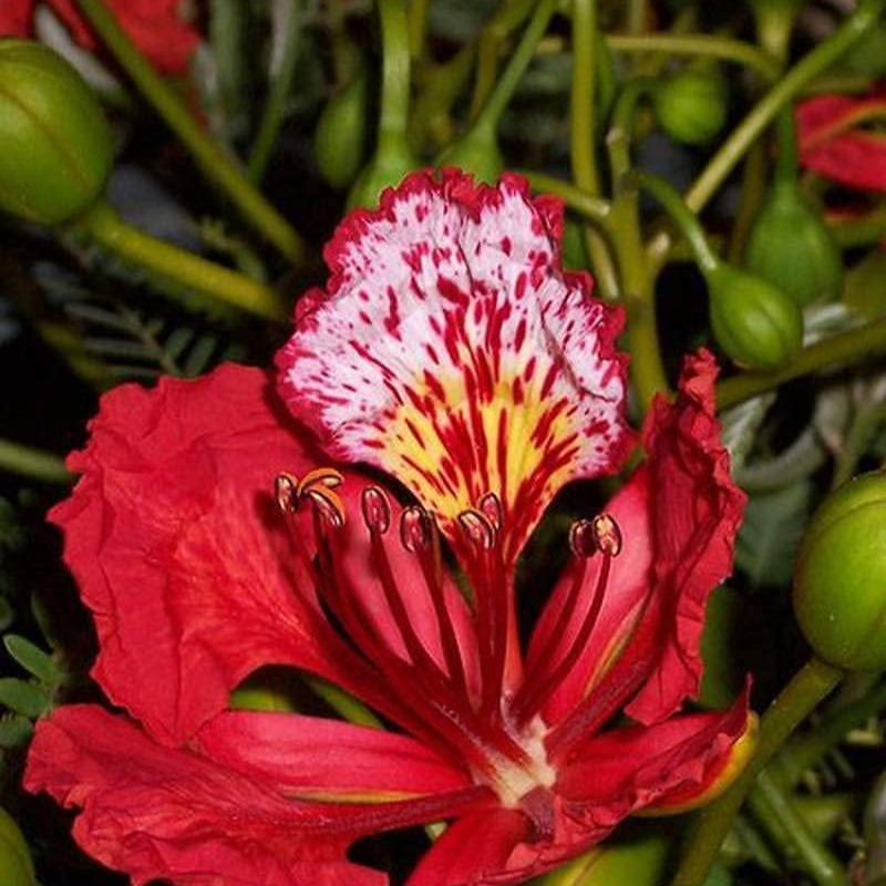 Red Flame Flamboyant Tree Delonix Royal Poinciana Seeds