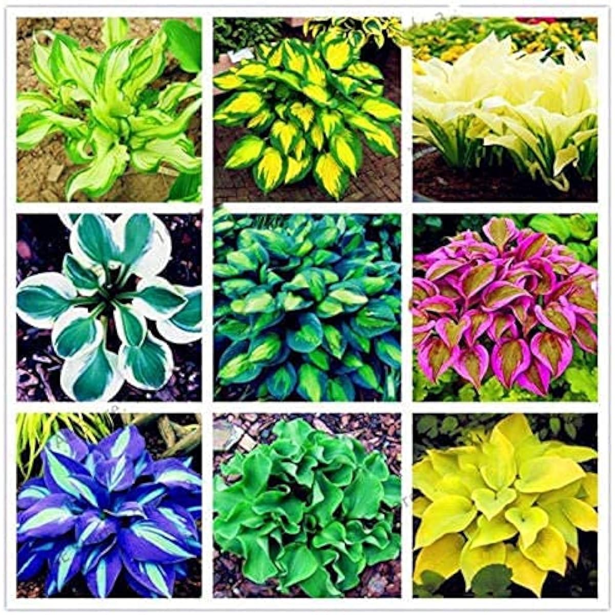 Hosta Seeds - Mixed #2