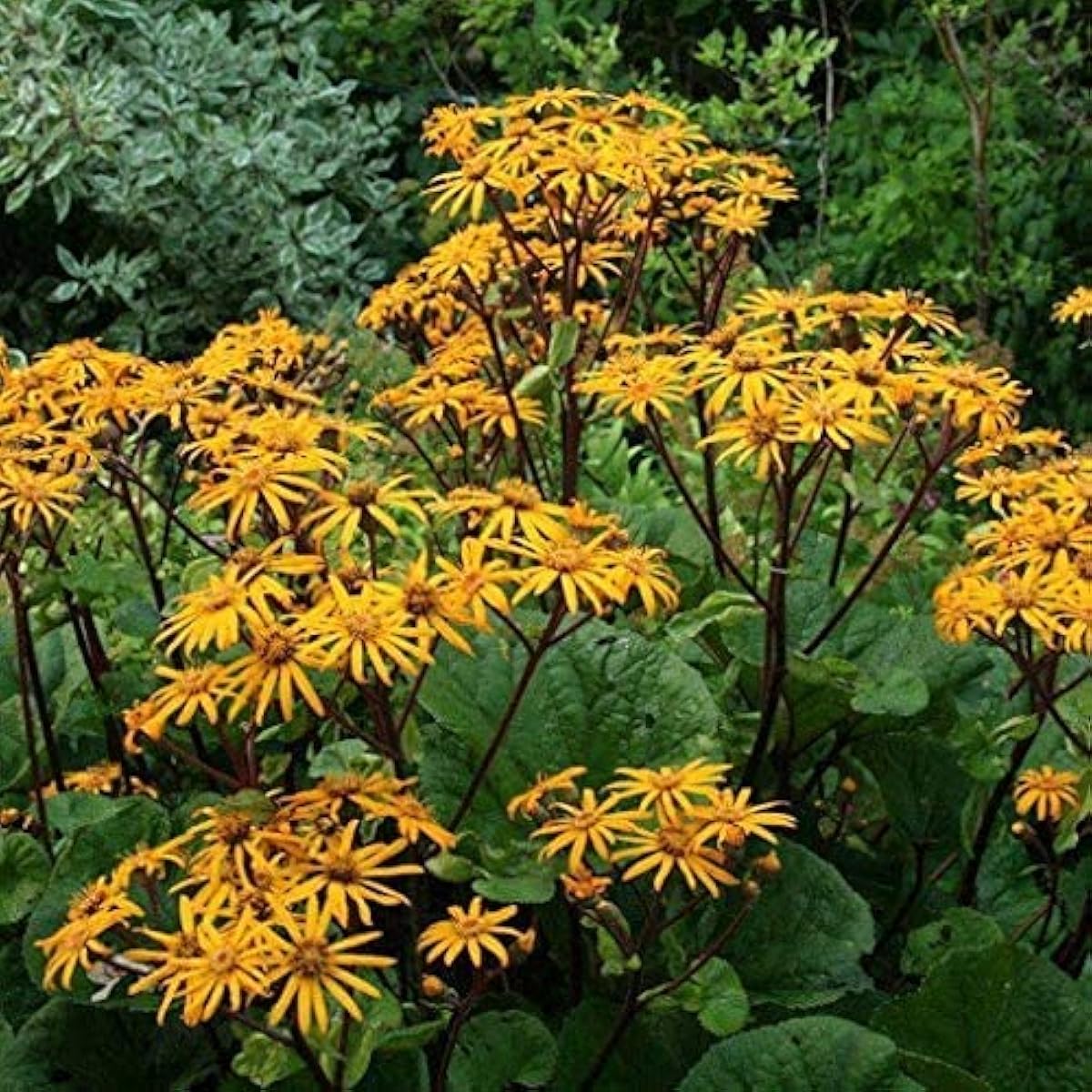 Ligularia dentata Seeds
