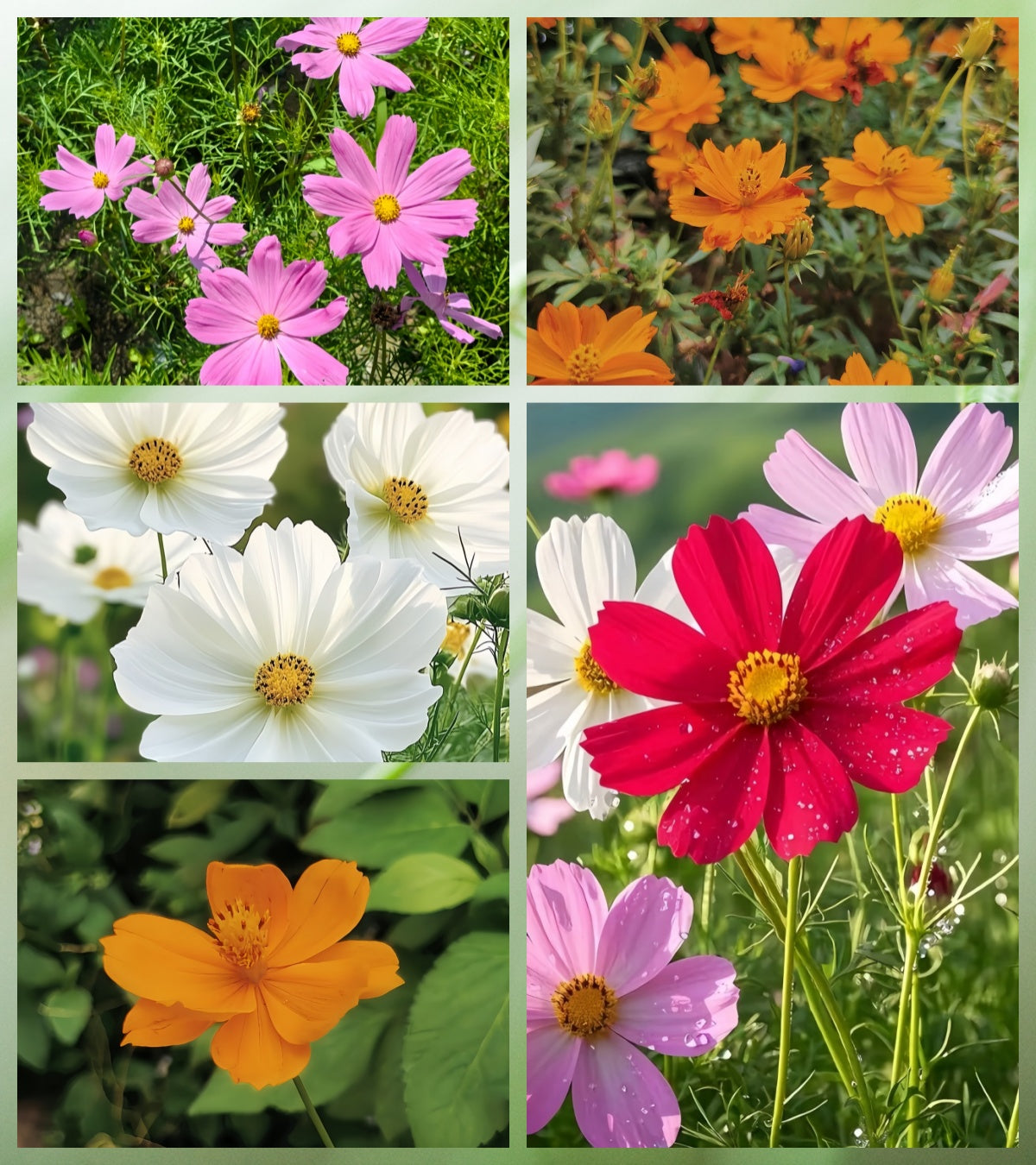 Bipinnata Mix Cosmos Seeds