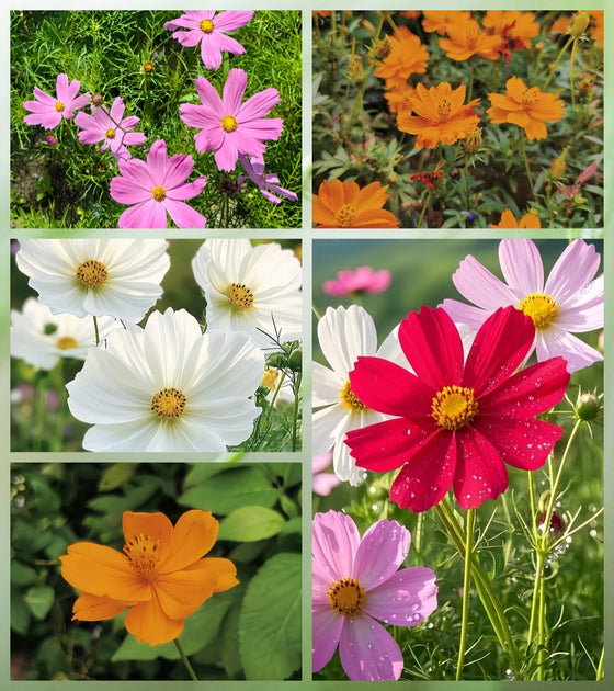 Bipinnata Mix Cosmos Seeds